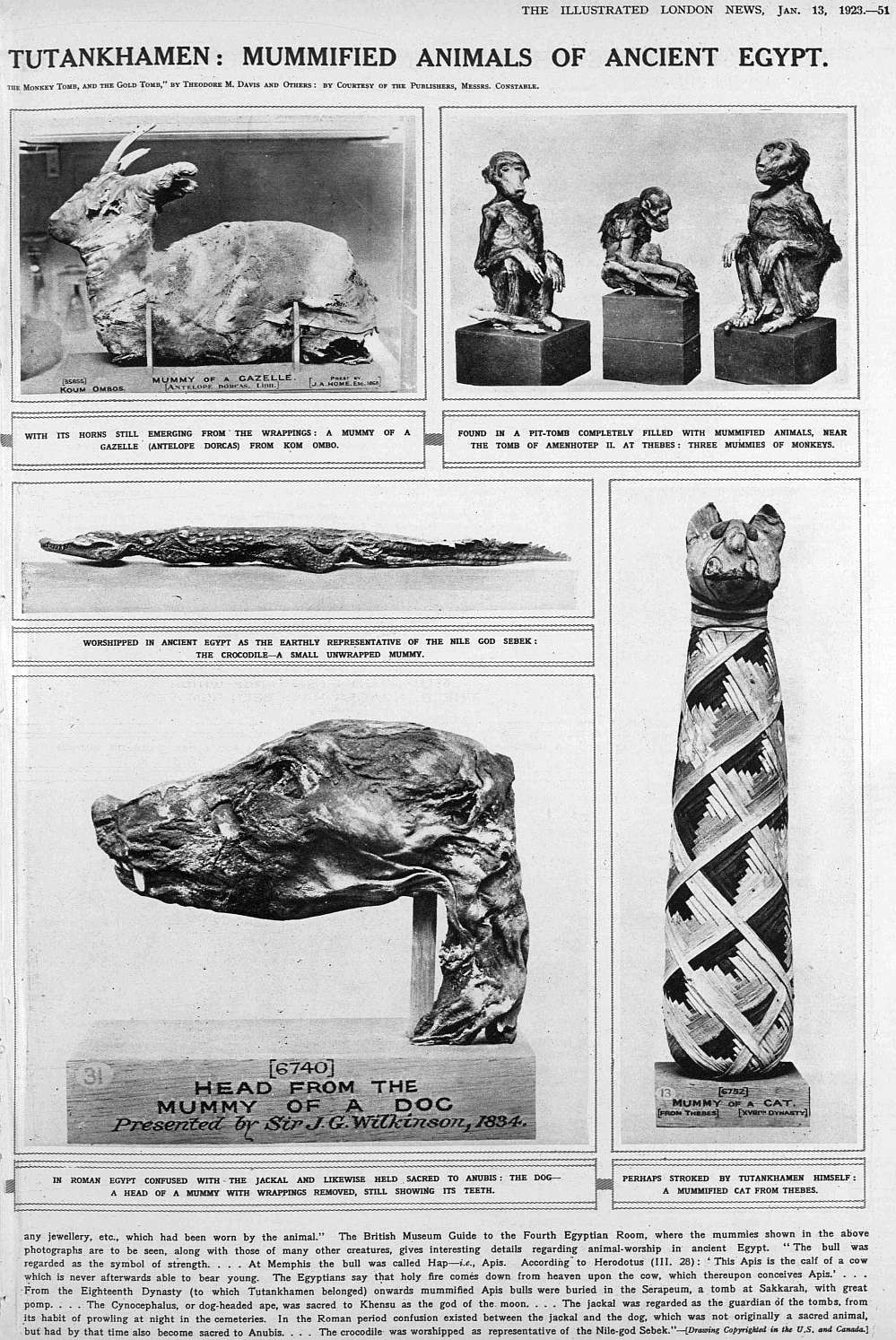 1923 more mummified animals